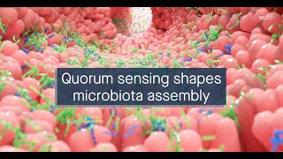 A longitudinal quorum sensing network mediates oral biofilm microbiota assembly [upl. by Koller845]