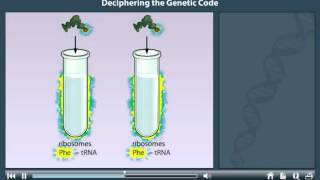 The genetic code animation [upl. by Chapin]