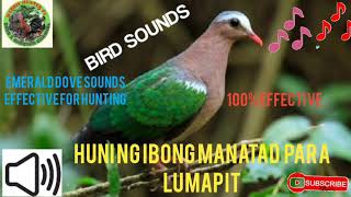 Emerald dovehuni ng manatad pwede panghunt 100 effective [upl. by Jestude525]