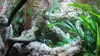 Feeding my Varanus prasinus green tree monitor [upl. by Grimbald]