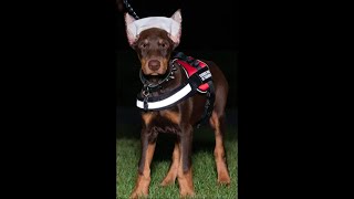 How to post Doberman Pinscher cropped ears [upl. by Aikemet]