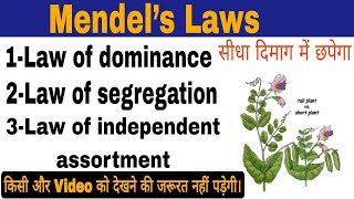 Mendels laws मेंडल का नियमMendels law of inheritanceMendel’s Laws of HeredityMendels laws [upl. by Ahsha535]