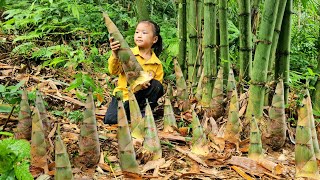 Daily life with mom  harvest sugarcane dig potatoes and pick bamboo shoots to sell  Tương Thị Mai [upl. by Selym]