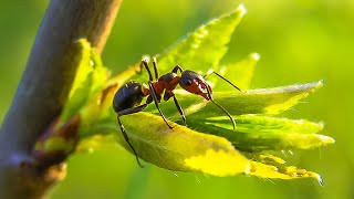 Natures Fiercest Sting The Bullet Ant animals nature shorts [upl. by Davide]