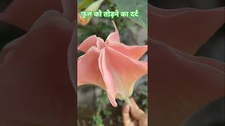 Brugmansia flower  gardening nature plant [upl. by Tunk]