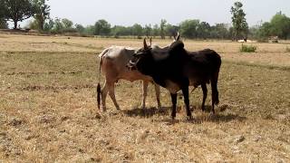 Nice cow and bull meeting try at village [upl. by Paulsen908]