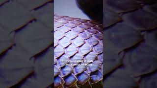 Purple Pit Viper shorts snakes pitviper [upl. by Aim]