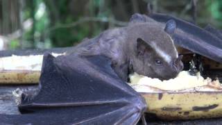 Morcego em plena luz do dia comendo banana [upl. by Eiderf]