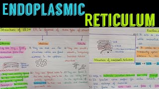 cell organelle  endoplasmic reticulum  endoplasmic reticulum structure and function  SER  RER [upl. by Ardnasal109]