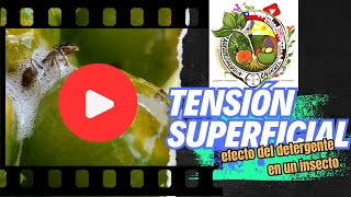 TENSIÓN SUPERFICIAL Efecto del detergente en insectos [upl. by Esemaj]