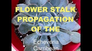 ECHEVERIA CARRIBEAN FLOWER STALK PROPAGATION [upl. by Brace]