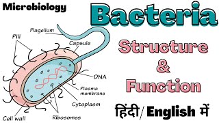 Bacteria  Structure and Function  Microbiology  Hindi [upl. by Archle]