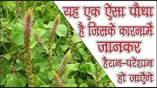 Chirchita ke tantra vidhya amp Benefits [upl. by Gilus]