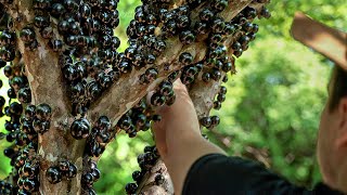 How They Harvest Tons of Rare Jaboticaba Grapes in Brazil [upl. by Nickolai661]