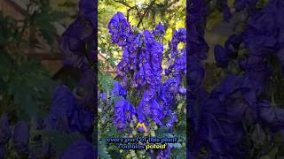 Monkshood Beautys Deadly Secret Revealed nature naturelovers [upl. by Eatnom878]