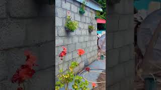 Vlog”MashaAllah flower🌹in kashmir “boht he pyary👍 [upl. by Nimesh]