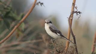 Lesser grey shrike Lanius minor  חנקן שחור מצח [upl. by Aissilem]