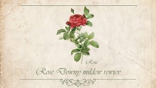 Roses Downy Mildew Review [upl. by Laekcim]