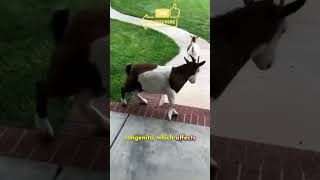 Myotonia Congenita  The Fainting goat [upl. by Harikahs412]