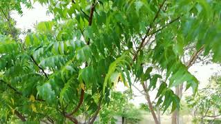 Neem Tree Azadirachta indica [upl. by Flinn16]