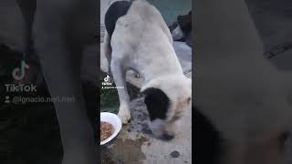 al menos alimento y agua ya le di hoy y también le puse antiséptico en su herida 🥲🥲🥲🐕🐶❤️🇲🇽🙏🦮🇲🇽❤️ [upl. by Rehpinej972]