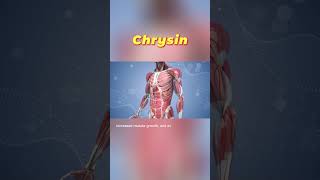 Chrysin The Powerful Antioxidant You Need in Your Diet  Oroxylum Indicum Extract Chrysin factory [upl. by Wanda]