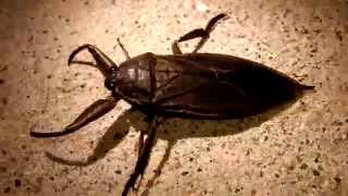 Minnesota Giant Water Bug Lethocerus americanus aka quotToe Biterquot [upl. by Cohdwell]