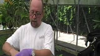 The Orchid Doctor  How to Mount an Orchid Part 1  orchidmania south florida [upl. by Yenruogis991]