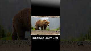 Bear species in India Bear species India Bear round o [upl. by Avilla833]