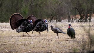 2022 Virginia Turkey Season Opener [upl. by Yemarej443]