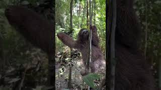 Threetoed sloth 🦥🖤  shorts wildanimals viral [upl. by Abigail]