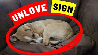 10 Signs Your Dog Doesnt Love You You Would Never Suspect [upl. by Krishna]