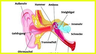 Ohrenschmerzen – natürliche Heilmittel [upl. by Itin]