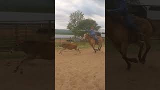 Breakaway Roping practice breakawayRopingPractice [upl. by Nraa]