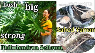 How to grow giant Selloum propagation and carew English subs [upl. by Nosmoht]