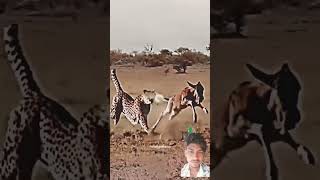 cheetah cheetay 😯kaise usako Hara Diya 🐅🦒😂 [upl. by Ahsayn760]