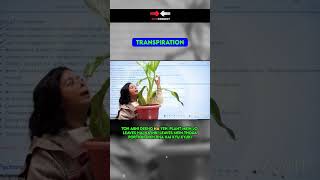 Transpiration in Biology boardexam biology transpiration [upl. by Inneg]