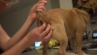 How to exrtact an anal gland on a dog [upl. by Seda]