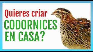 Cómo CRIAR CODORNICES en casa [upl. by Thia]