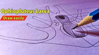 Ophiopluteus larva  How to Draw Ophiopluteus larva Diagram  Larval Forms In Echinodermata [upl. by Aznofla190]