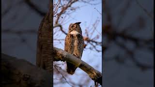 Great Horned Owl hooting [upl. by Hpeosj]