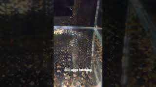 Julii Corydoras eggs starting to hatch corydoras fish fry fishtank aquarium aquariumhobby [upl. by Amargo548]