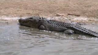 Australia Queensland Crocodiles at Koorana Crocodile Farm 4 of 4 [upl. by Akcirre953]