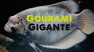 Cardume de Gourami Gigante no aquário My school of Gourami Giant [upl. by Nwahsel]