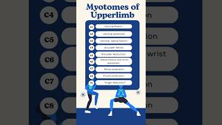 Myotomes of UPPERLIMB myotomes muscleanatomy musclebuilding moveyourbody medicotactics [upl. by Desdamona]