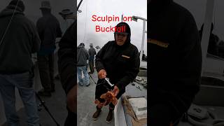 Sculpins Love Bucktail [upl. by Hardden]