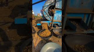 Groundnut Production in Gujarat 😍😲 production manufacturing groundnut mumfali sing ytshorts [upl. by Atneciv8]