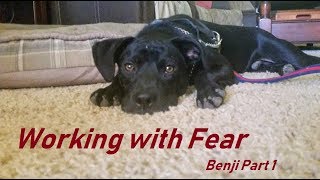 Help a Fearful Dog Gain Confidence Benji part 1 [upl. by Landsman]