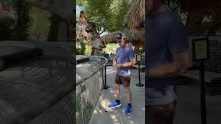 Feeding a Giraffe at Palm Springs Living Desert Zoo [upl. by Asnerek]