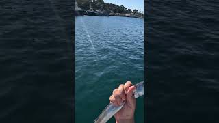 Barracuda Catch and Release fishingaustralia fishing fishingaustralia fish fishingfanatics [upl. by Hseham]